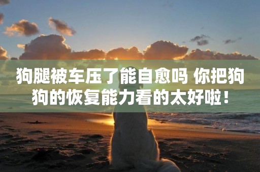狗腿被車壓了能自愈嗎 你把狗狗的恢復能力看的太好啦！