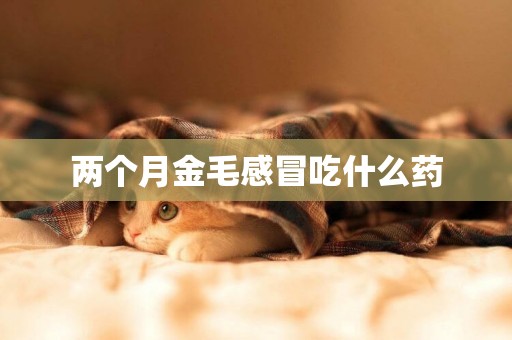 兩個月金毛感冒吃什么藥