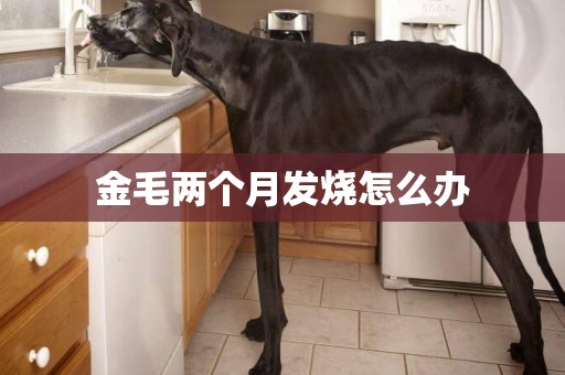金毛兩個月發燒怎么辦