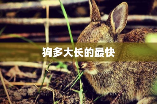 狗多大長的最快