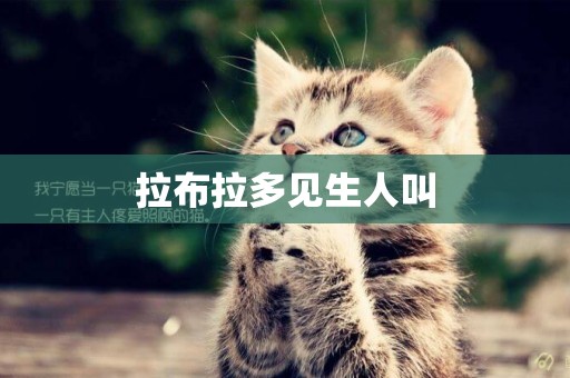 拉布拉多見生人叫