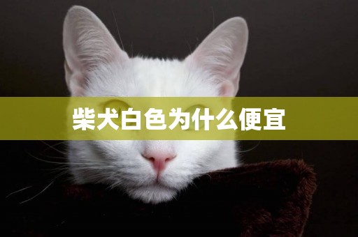 柴犬白色為什么便宜