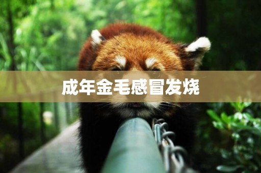 成年金毛感冒發燒