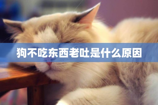狗不吃東西老吐是什么原因