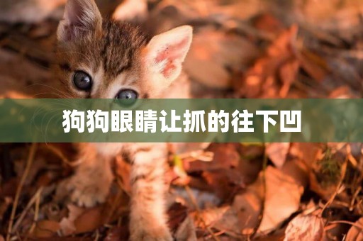 狗狗眼睛讓抓的往下凹