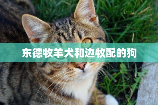 東德牧羊犬和邊牧配的狗