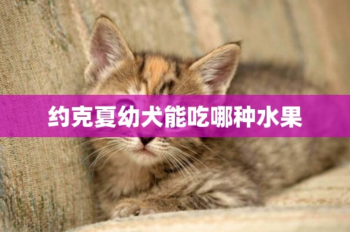 約克夏幼犬能吃哪種水果