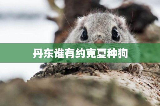 丹東誰有約克夏種狗