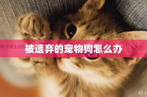 被遺棄的寵物狗怎么辦