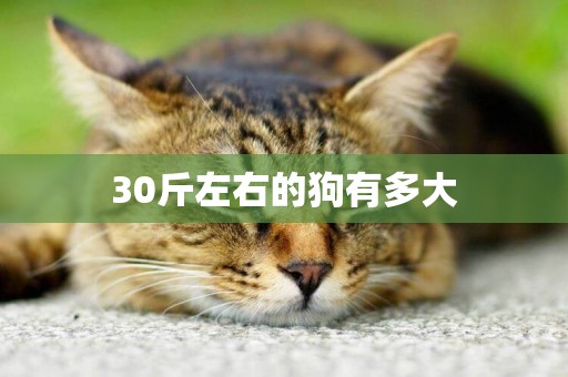 30斤左右的狗有多大