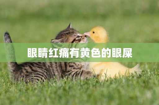 眼睛紅痛有黃色的眼屎