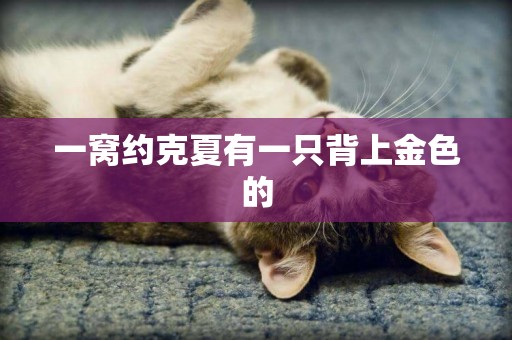 一窩約克夏有一只背上金色的