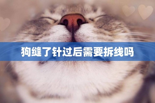 狗縫了針過后需要拆線嗎