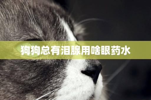 狗狗總有淚腺用啥眼藥水