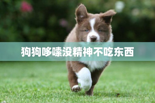 狗狗哆嗦沒精神不吃東西