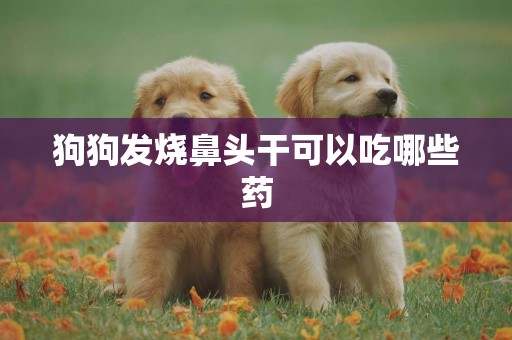 狗狗發燒鼻頭干可以吃哪些藥