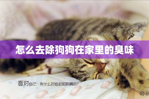 怎么去除狗狗在家里的臭味