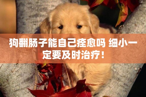 狗翻腸子能自己痊愈嗎 細小一定要及時治療！