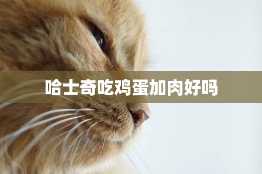 哈士奇吃雞蛋加肉好嗎