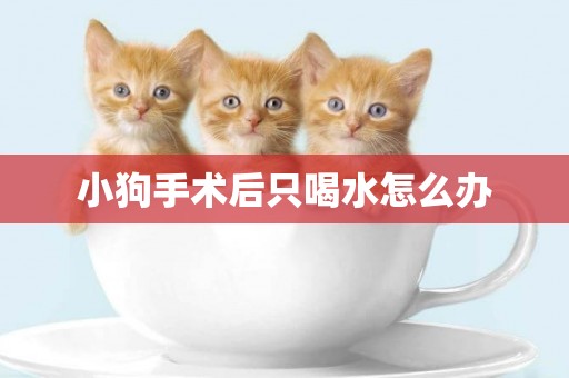 小狗手術后只喝水怎么辦