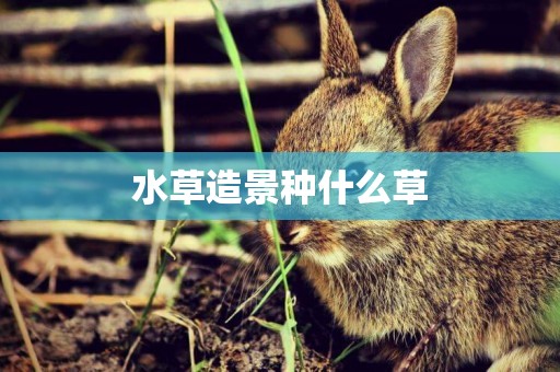 水草造景種什么草