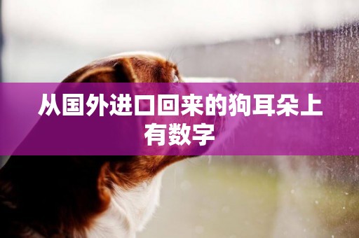 從國外進口回來的狗耳朵上有數字