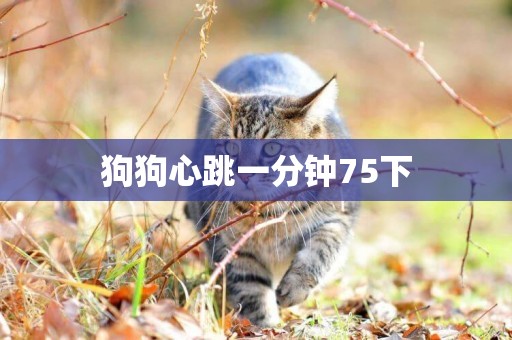 狗狗心跳一分鐘75下