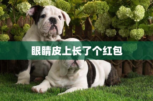 眼睛皮上長了個紅包
