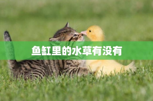 魚缸里的水草有沒有