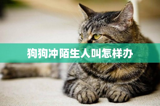狗狗沖陌生人叫怎樣辦