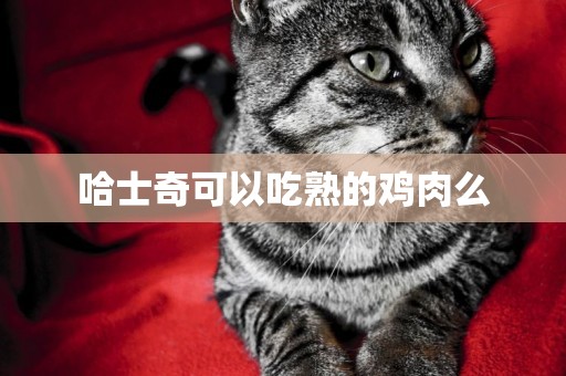 哈士奇可以吃熟的雞肉么