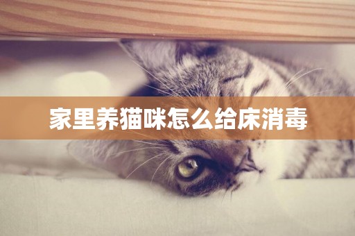 家里養貓咪怎么給床消毒
