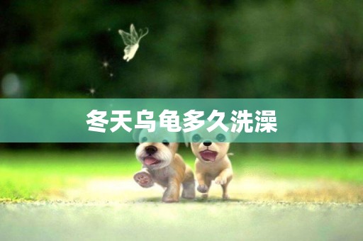 冬天烏龜多久洗澡