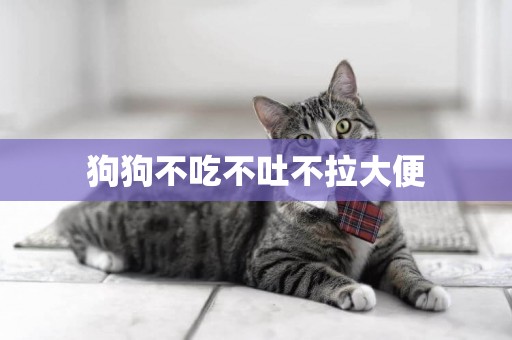 狗狗不吃不吐不拉大便