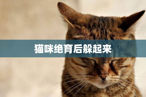 貓咪絕育后躲起來