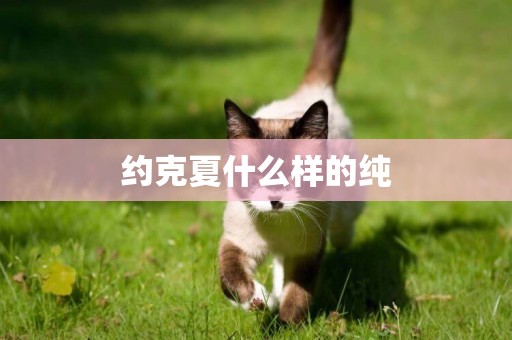 約克夏什么樣的純