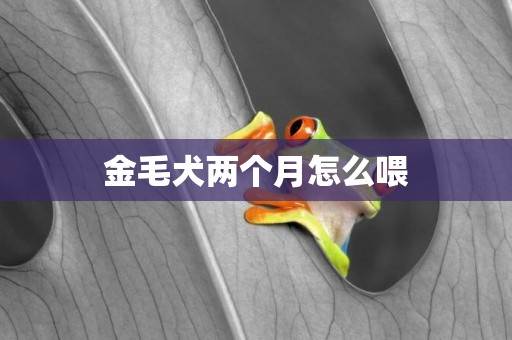 金毛犬兩個月怎么喂