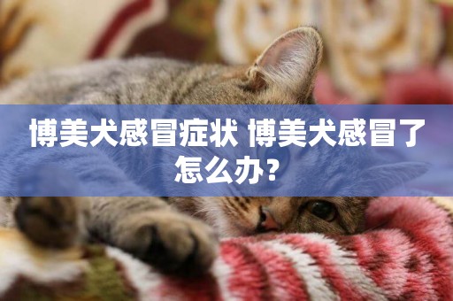 博美犬感冒癥狀 博美犬感冒了怎么辦？