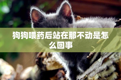 狗狗喂藥后站在那不動是怎么回事