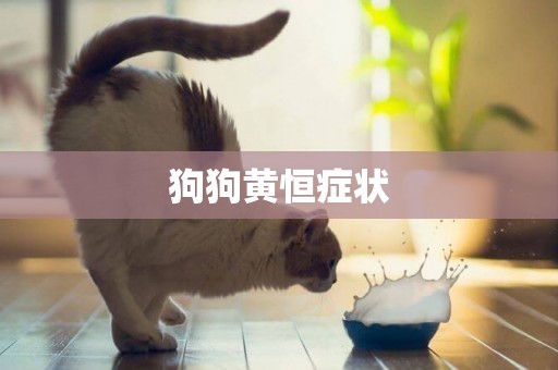 狗狗黃恒癥狀