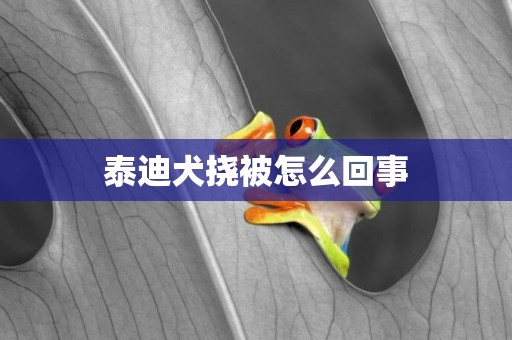 泰迪犬撓被怎么回事