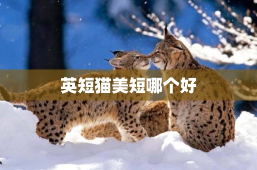英短貓美短哪個好