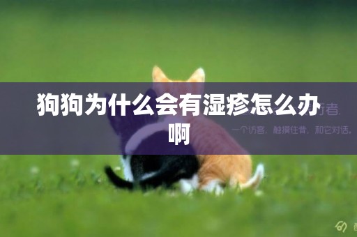 狗狗為什么會有濕疹怎么辦啊