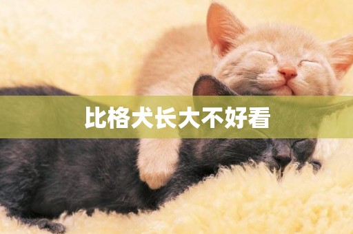 比格犬長大不好看