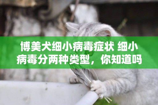 博美犬細小病毒癥狀 細小病毒分兩種類型，你知道嗎