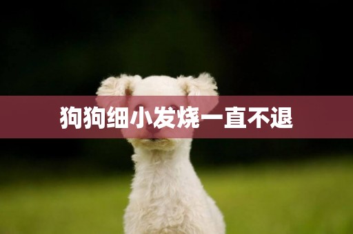 狗狗細小發燒一直不退