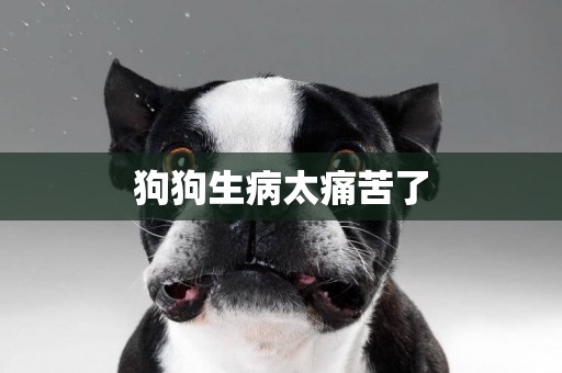 狗狗生病太痛苦了