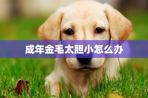 成年金毛太膽小怎么辦