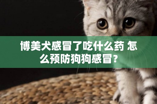 博美犬感冒了吃什么藥 怎么預防狗狗感冒？