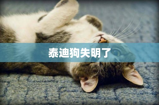 泰迪狗失明了